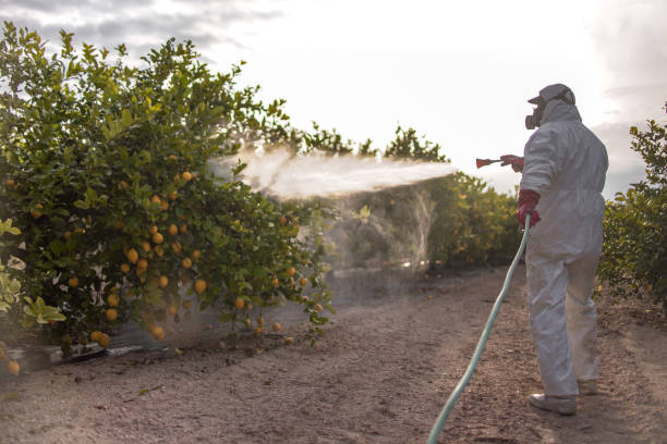 Best Emergency Pest Control  in Burnham, IL